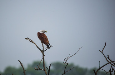 Kite on tree top