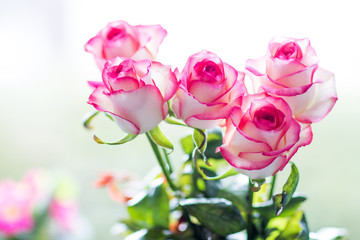 Pink beautiful roses in the morning light
