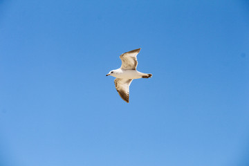青空を飛ぶかもめ