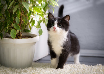 Black and white curious kitten at home