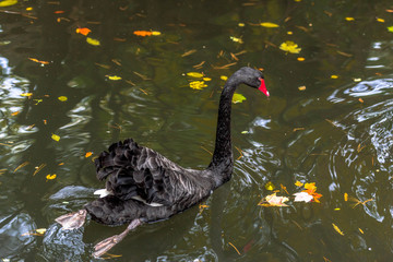 Fototapeta premium Black Plumage and a Deep Red Bill on a Black Swan Swimming in a Rippling Pond