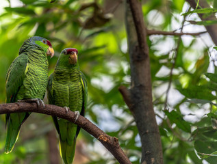 Red, Blue and Green Plumage on a Pair of Green Amazonian Parrots Against a Rain Forest Leafed Background