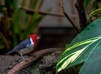 Bright Red, White and Grey Plumage on a Red Crested Cardinal Against an Earth Toned Background