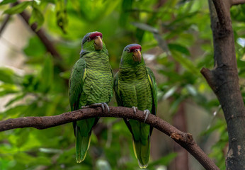 Red, Blue and Green Plumage on a Branch Against a Green Leafed Background