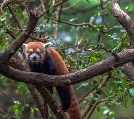Orange and White Fur on an Adorable Red Panda in a Tree Against a Green Leafed Background