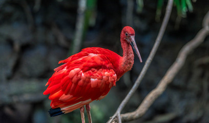 Bright Orange Plumage on a Closeup of a Scarlet Ibis Against an Earth Toned Background