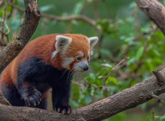 Obraz premium Orange and White Fur on an Adorable Red Panda in a Tree Against a Green Leafed Background