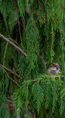 Brown and White Plumage on a Small Sparrow Hiding in a Weeping Conifer Tree