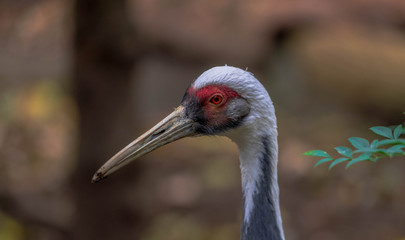 Red, Gray, and White Plumage on a Closeup of a White Naped Crane Against a Blurred Earth Toned Background
