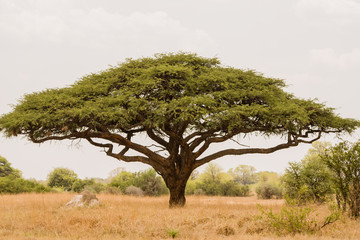 Akazienbaum in der Savanne Simbabwe, Südafrika