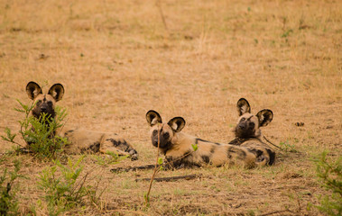 Afrikanische Wildhunde in der Savanne vom in Simbabwe, Südafrika