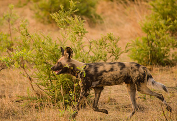 Afrikanische Wildhunde in der Savanne vom in Simbabwe, Südafrika