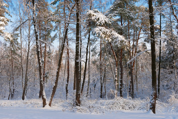 Fototapeta premium Зимний лес в снегу. Красивое, морозное утро в красивом лесу. Рождественский, новогодний лес. Деревья и земля в снегу. Солнечный свет.