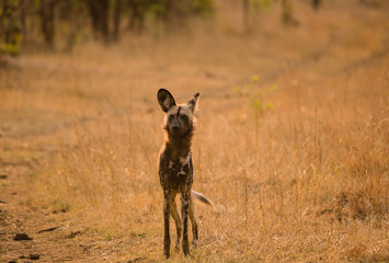 Afrikanische Wildhunde in der Savanne vom in Simbabwe, Südafrika