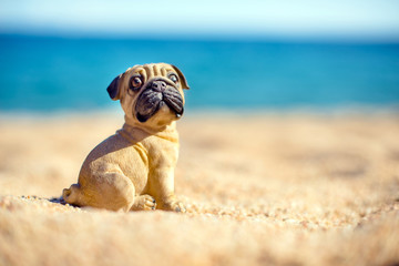 Obraz premium The symbol of the year 2018 is the dog 