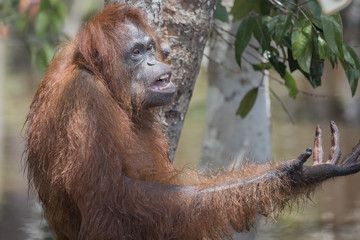 Demanding Orangutan