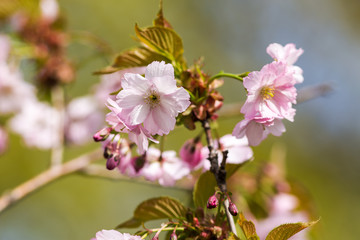 cherry blossoms in the foreground