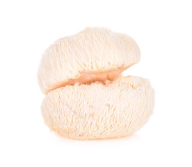 lion mane mushroom isolated on white background © SAKORN