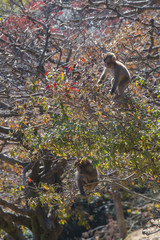 遊ぶ小猿と紅葉の風景