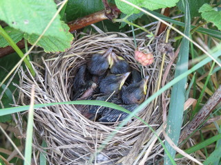 Small nestlings of wild birds. A nest in the bushes.  Village. Bryansk district. (The Vast Russia! Sergey, Bryansk.)