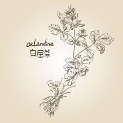 Engraving of celandine, its name in English and Chinese, in sepia