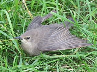  A wounded bird. Village. Bryansk district. (The Vast Russia! Sergey, Bryansk.)