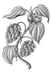 Hops vintage drawing by ink isolated on white background - obrazy, fototapety, plakaty