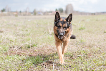 German shepherd dog in sunny day