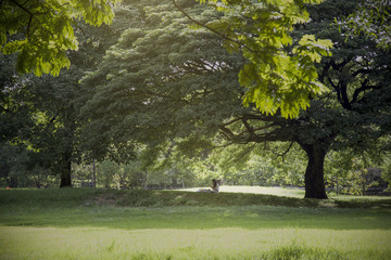 Girl relax under tree in park