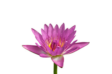 selected pink lotus flower isolated on white background with paths