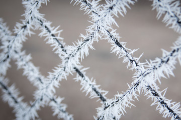 The fence covered with frost.