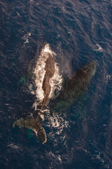 Fototapeta na wymiar Humpback whale swimming in deep blue sea water - aerial view
