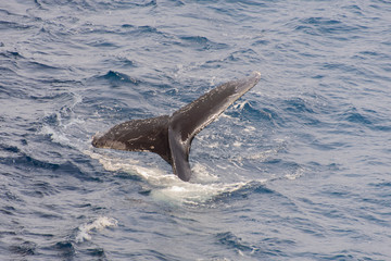 Humpback whale tail