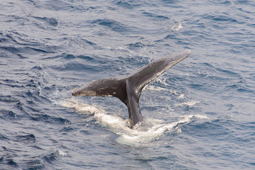 Humpback whale tail