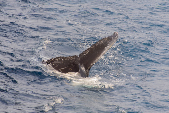 Humpback whale tail