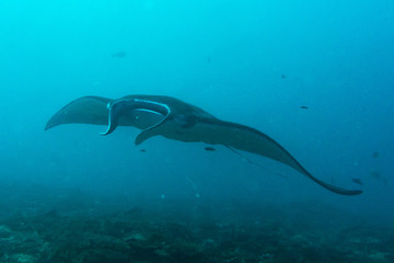 White manta ray