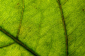 natural photograph of a green sheet without treatment