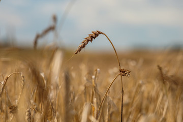 Fototapeta premium bending the ear of the dry autumn field