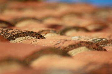 Pequeñas naturas