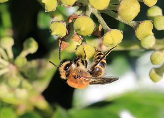 Ivy Bee (Colletes hederae) on Ivy, Penzance, Cornwall, England, UK.