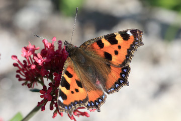 Small Tortoiseshell butterfly nectaring on a Red Valerian flower head, Penzance, Cornwall, England,...