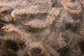 Staples of high quality brown wool