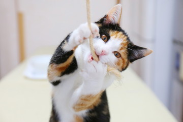かわいい子猫