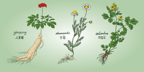Engraving illustration of set of medicinal herbs in colors: ginseng, chamomile, celandine