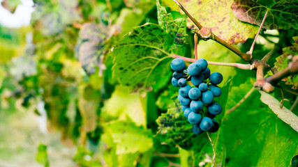 Grapes from the Langhe region (Italy)