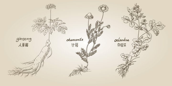 Engraving illustration of set of medicinal herbs in sepia: ginseng, chamomile, celandine