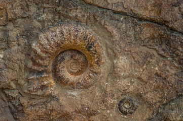Fossile.