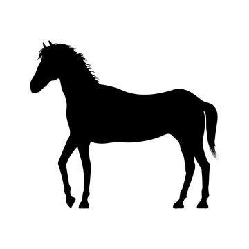 Black silhouette of horse on white background. Isolated image of young stallion. Vector illustration