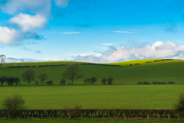 Green field and blue sky