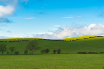 Green field and blue sky